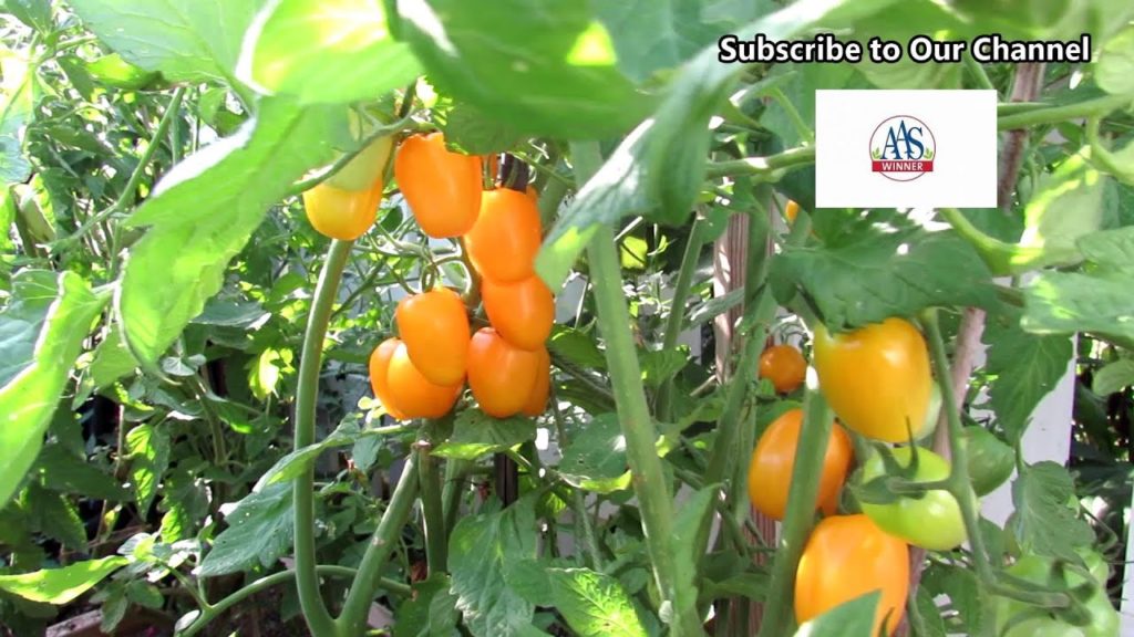 All-America Selections Flowers & Vegetables: The Apple Yellow (AAS Winner) Profile: An Amazing Tomato in Production, Shape, Color & Taste The Apple Yellow (AAS Winner) Profile: An Amazing Tomato in Production, Shape, Color & Taste