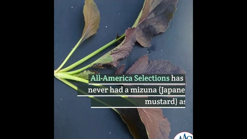 Mizuna-type Mustard - Red Kingdom