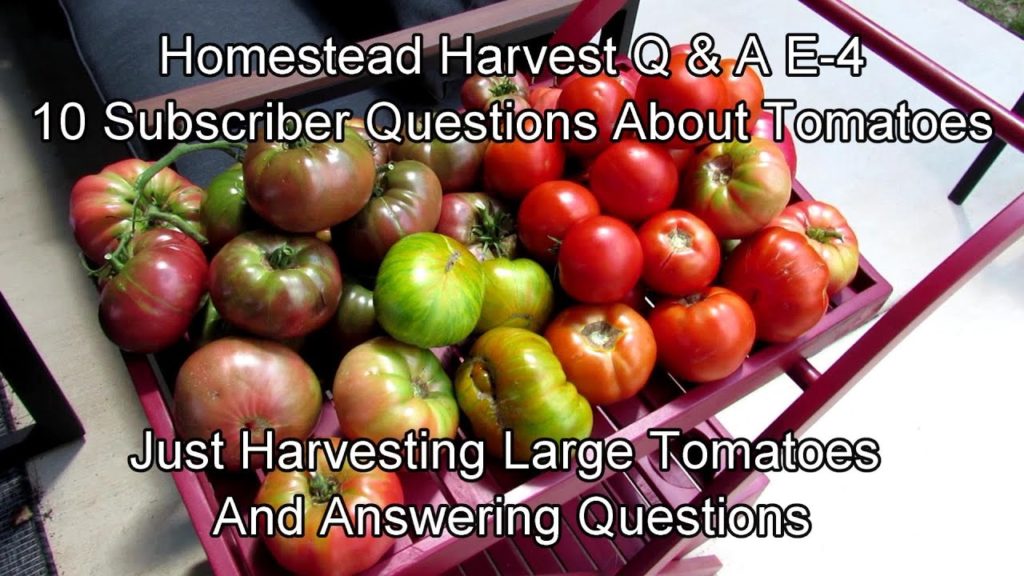 Homestead Harvest Q & A E-4: Harvesting Large Tomatoes & Varieties - Subscriber Questions Answered