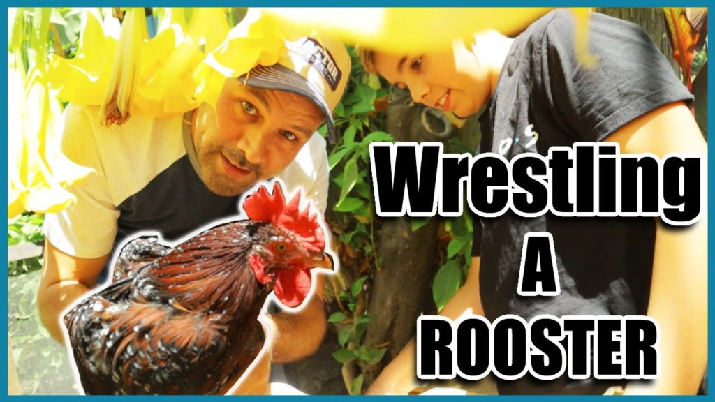 California Garden TV: Wrestling a Rooster & Introducing Two New Backyard Chickens (Easter Eggers) Wrestling a Rooster & Introducing Two New Backyard Chickens (Easter Eggers)