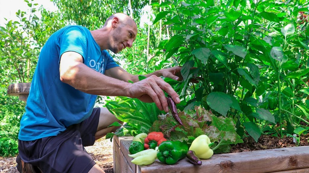 5 Brilliant Tips for Growing and Harvesting Peppers