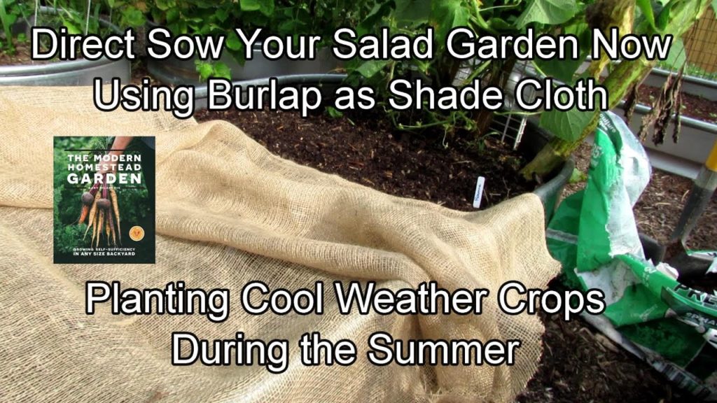 Plant Your Fall Salad Garden Now in the Heat: Direct Sowing, Containers, Using Burlap as Shade Cloth