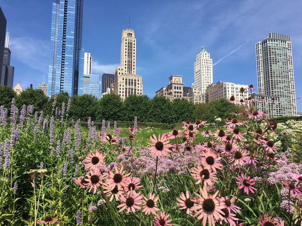 Summertime in Chicago!
.
The Lurie Garden is a must-see any time of year. Conefl...