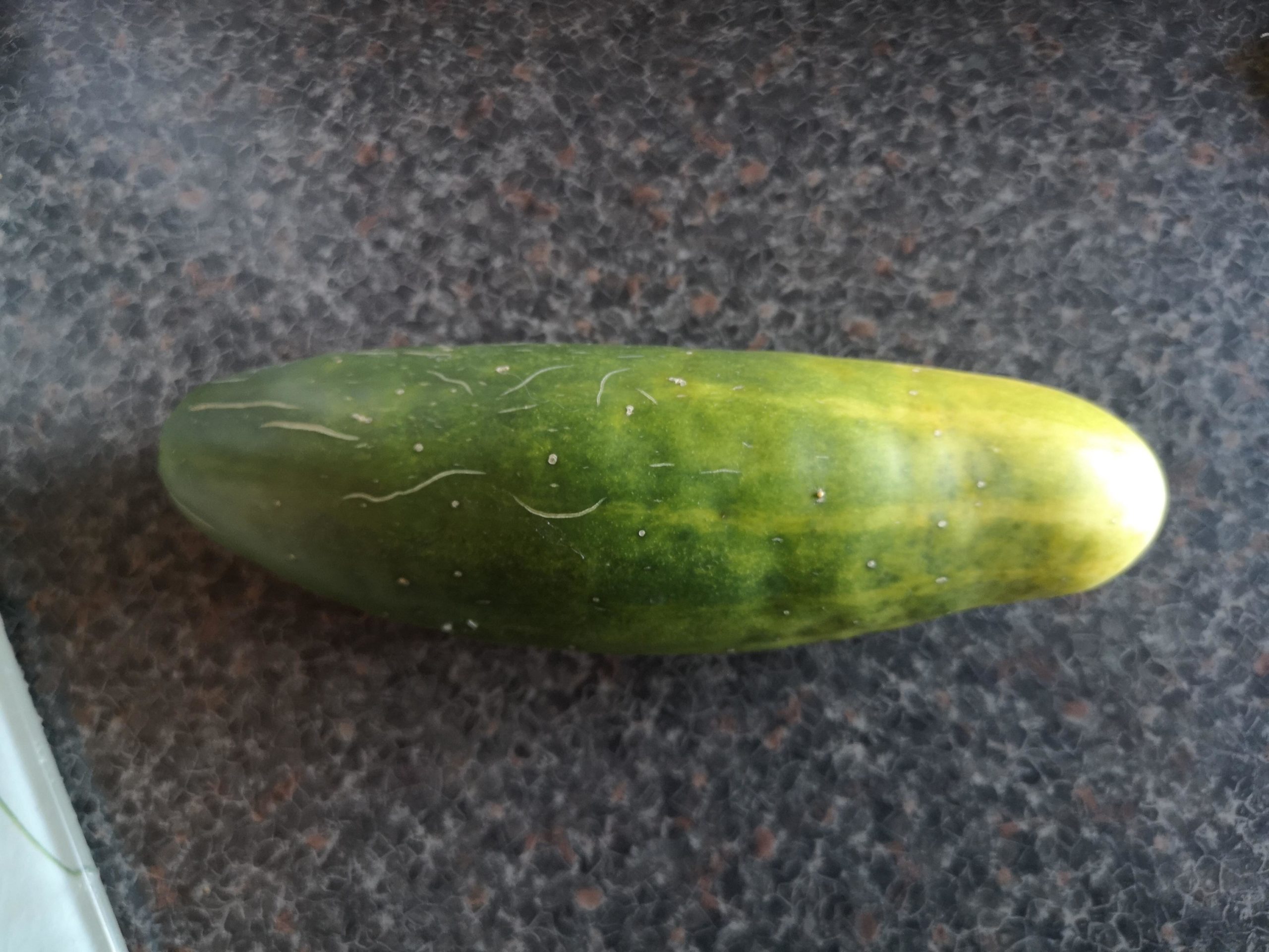 Vegetable Gardening: My first cucumber... - All For Gardening
