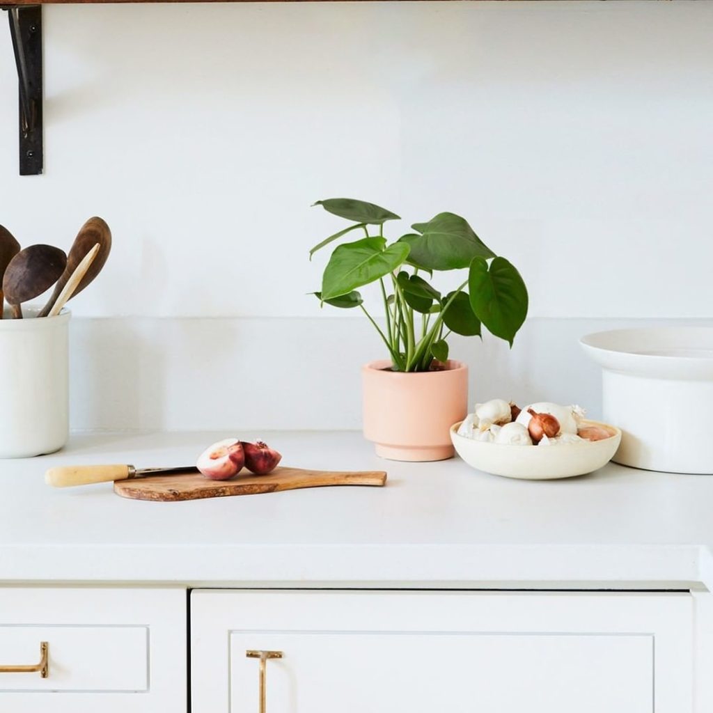 Monsteras are back in stock  Tap to shop....