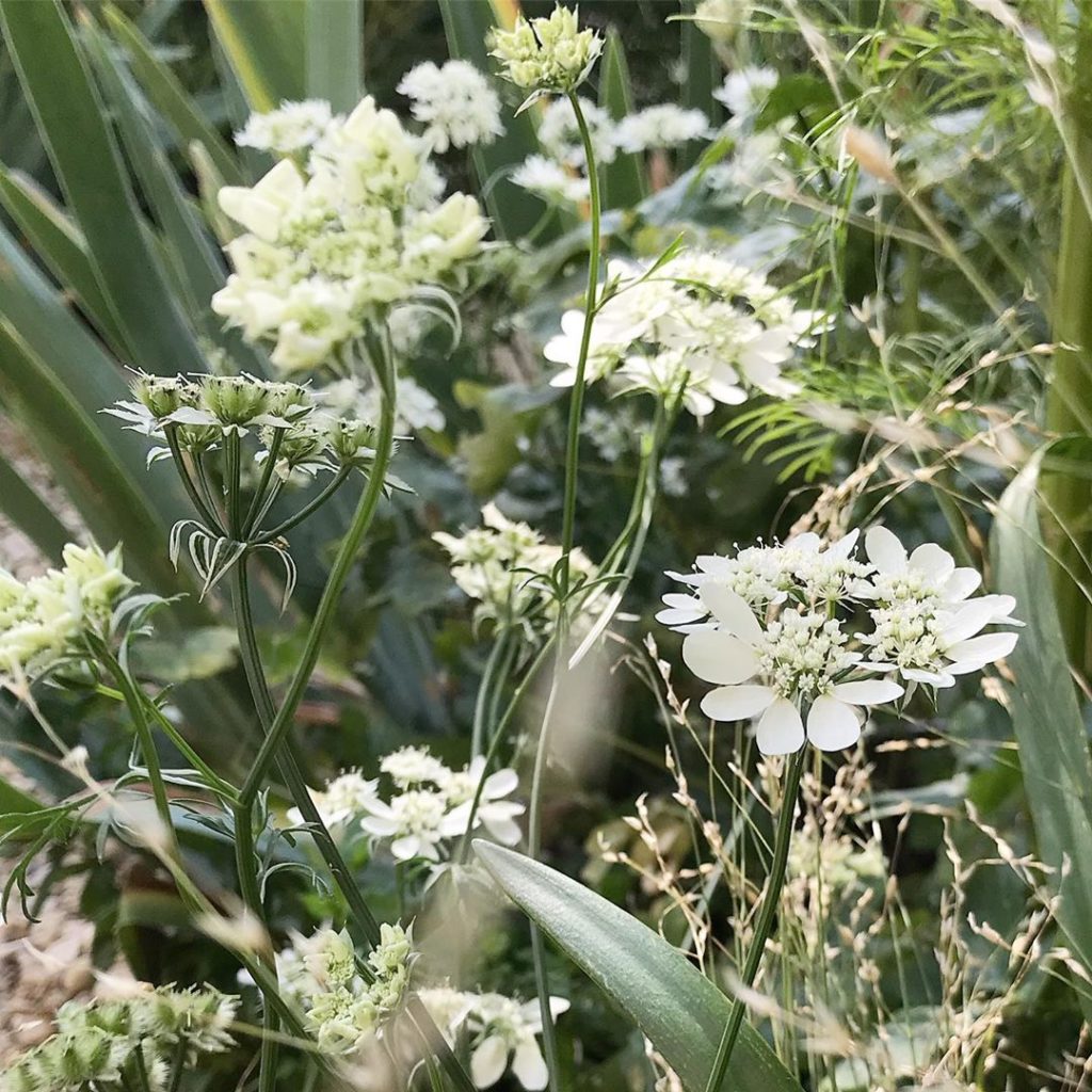 Pretty little tangle of #orlayagrandiflora and #melicauniflora spilling onto the...