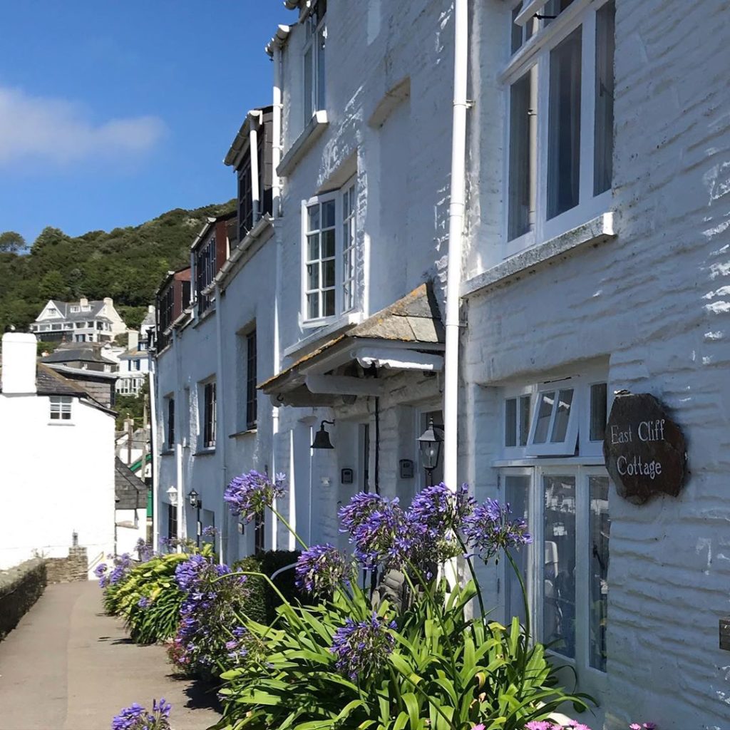 #agapanthus in its element
#cornishholiday #summerdays...