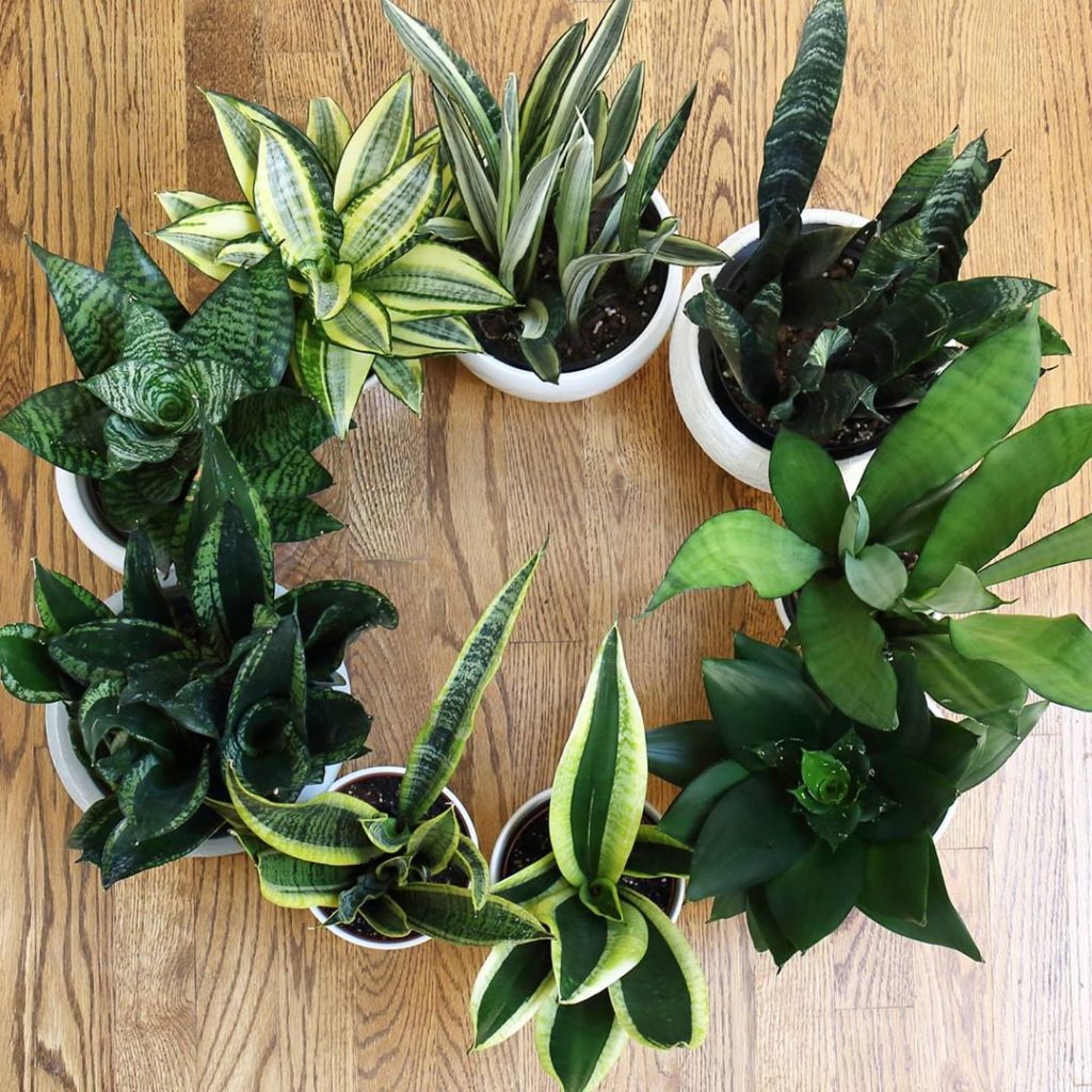 houseplantjournal: Break out of the cycle of killing houseplants by understanding how they work and… Break out of the cycle of killing houseplants by understanding how they work and...