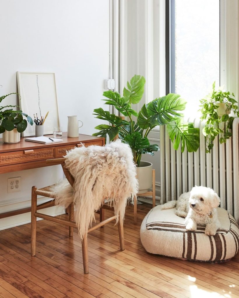 thesill: The Sill’s Birthday is almost here, and we want to share your Sill experiences t… The Sill's Birthday is almost here, and we want to share your Sill experiences t...