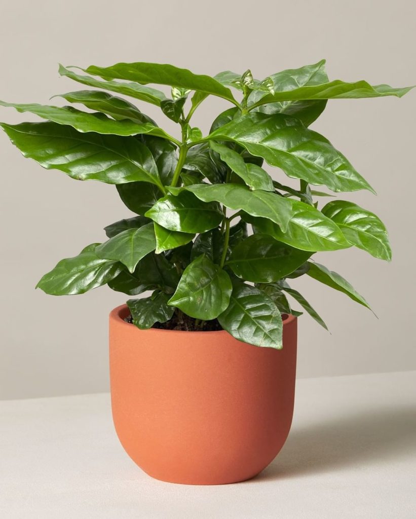 thesill: Say hello to our newest addition: the Coffee Plant  The same plant that produces… Say hello to our newest addition: the Coffee Plant  The same plant that produces...