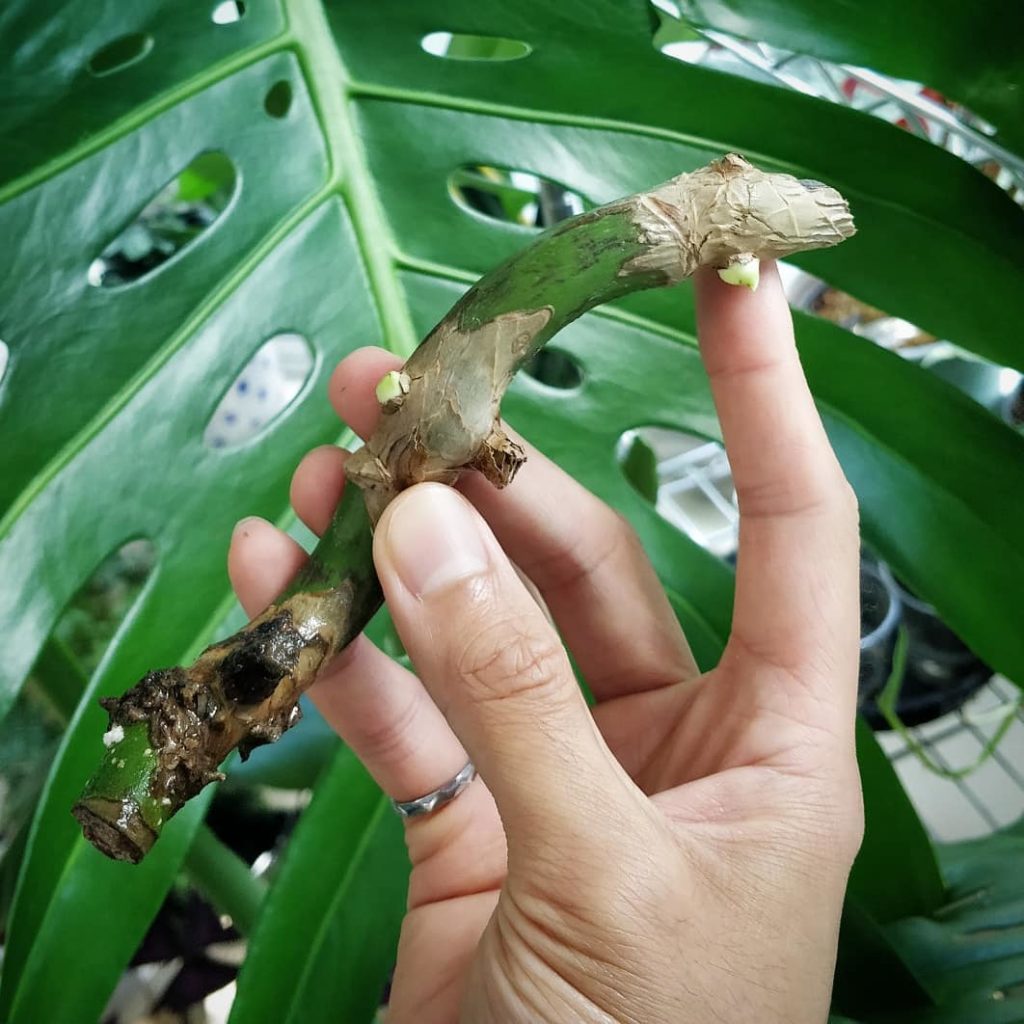 Two growth points on this Monstera vine! 2️⃣ This is one of the cu...
