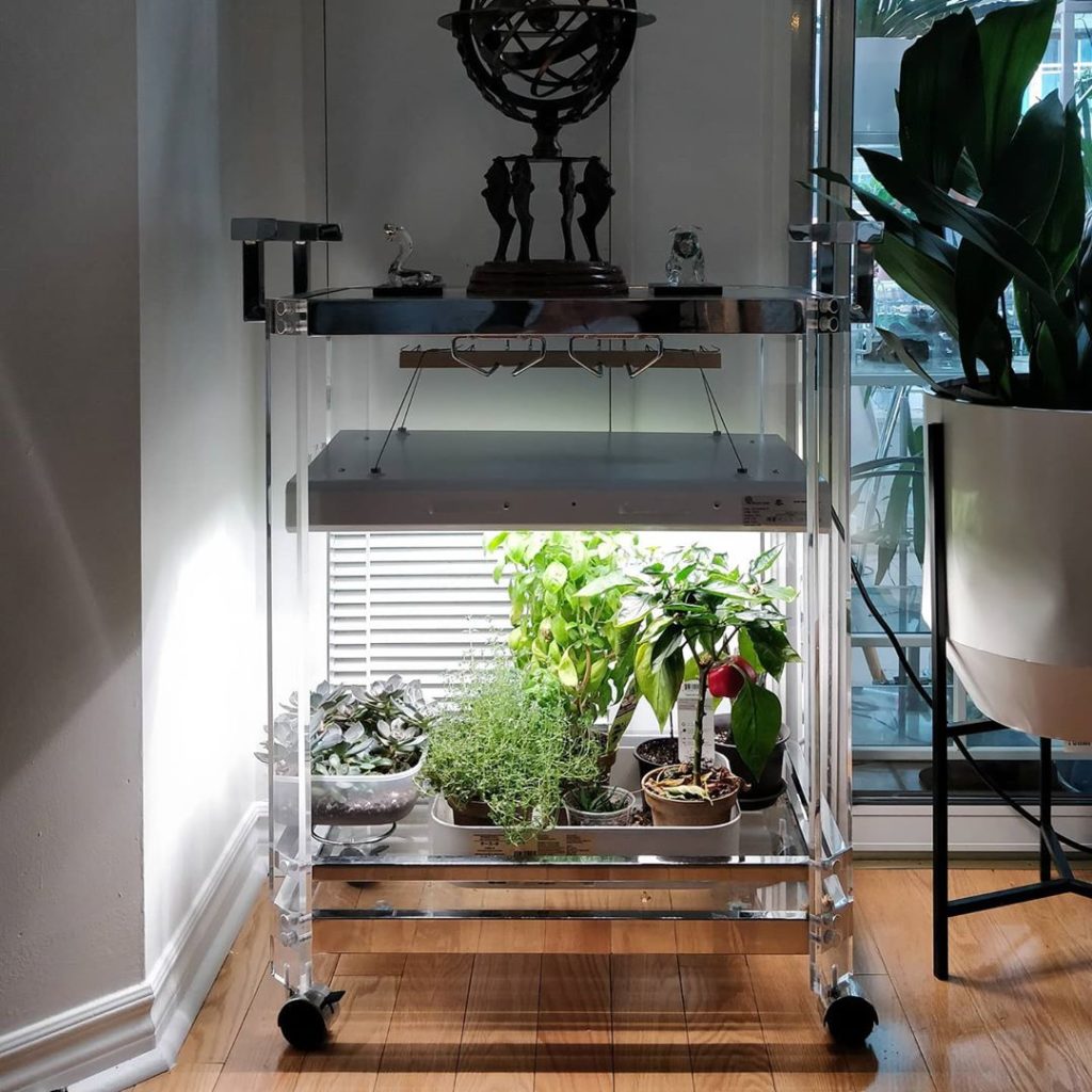 houseplantjournal: My Bar Cart Grow Op: converted this bar cart into a grow space using a grow ligh… My Bar Cart Grow Op: converted this bar cart into a grow space using a grow ligh...