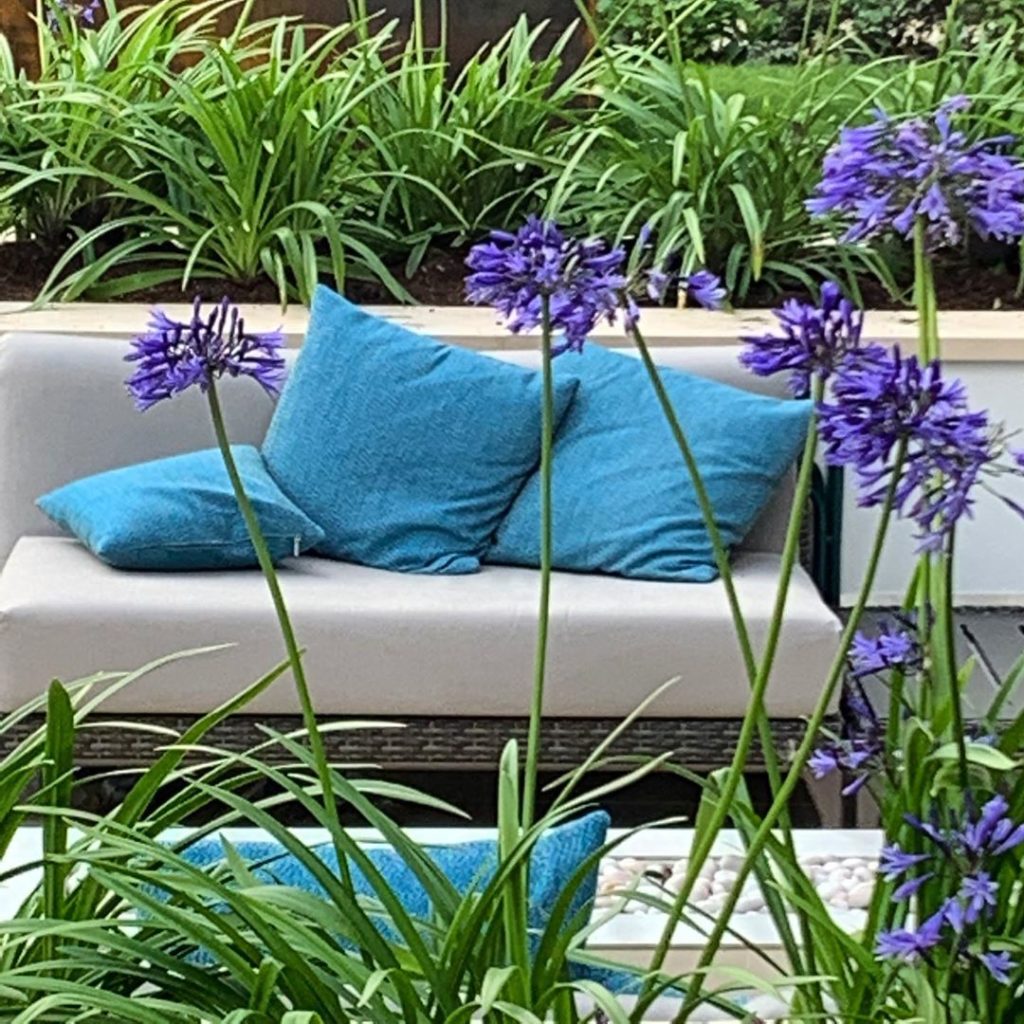 Blue on blue
#gardendesign #gardendesigner #gardens #gardening #agapanthus #dedo...