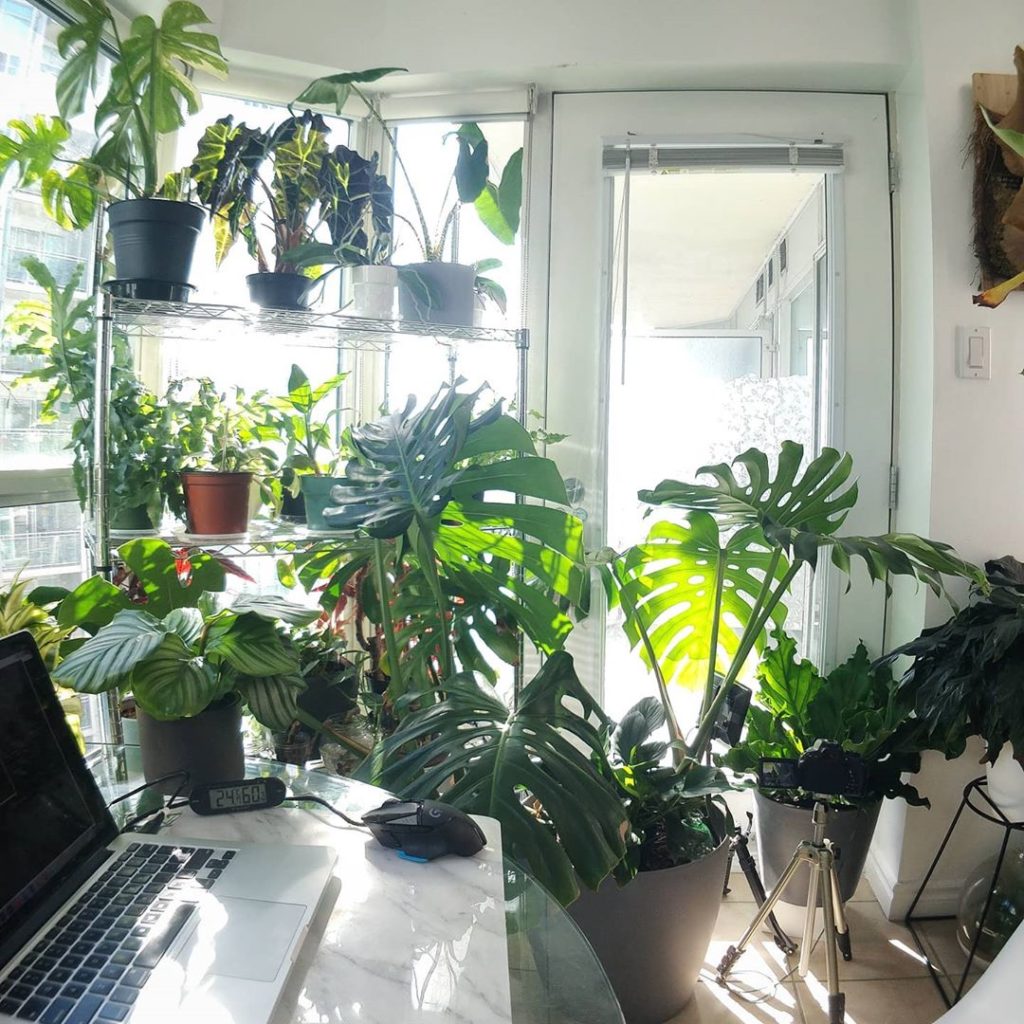 houseplantjournal: Plant productivity hour!
–
Here’s something confusing:
–
“Shade” in gardening me… Plant productivity hour!
-
Here's something confusing:
-
"Shade" in gardening me...