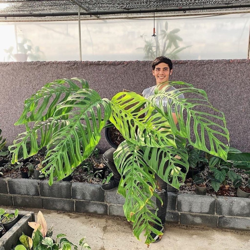 My definition of success is having a Monstera epipremnoides just like this  Phot...