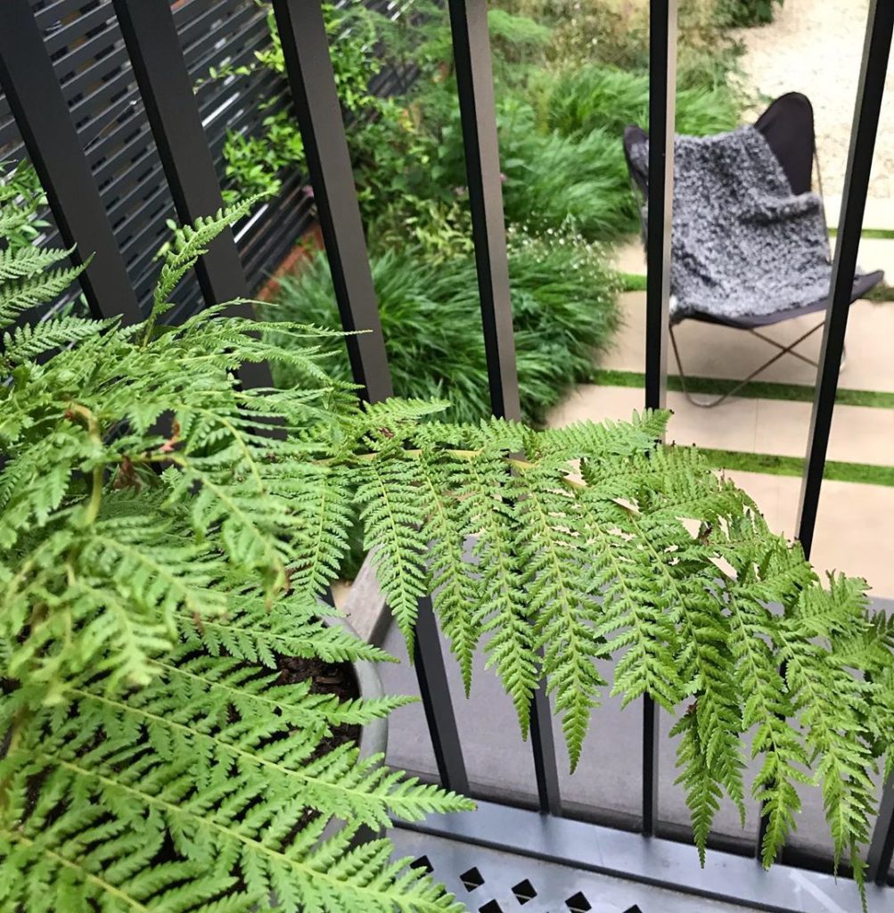 sheilajacklandscapes: Viewing platform… Revisiting this Hampstead project – looking lush from the fa… Viewing platform... Revisiting this Hampstead project - looking lush from the fa...