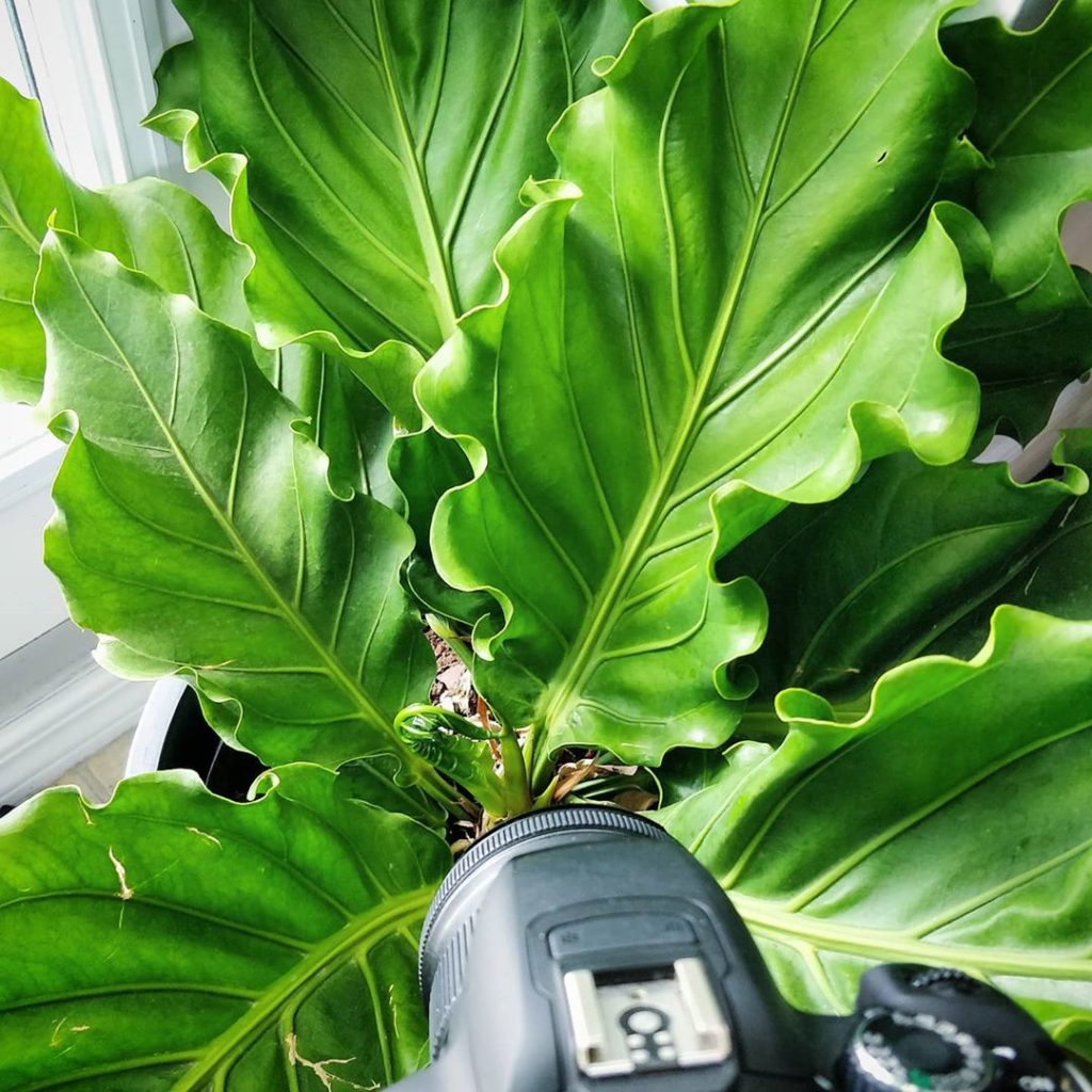 houseplantjournal: I’m watching you, baby leaf! Patiently waiting to see how the Anthurium plowmani… I'm watching you, baby leaf! Patiently waiting to see how the Anthurium plowmani...