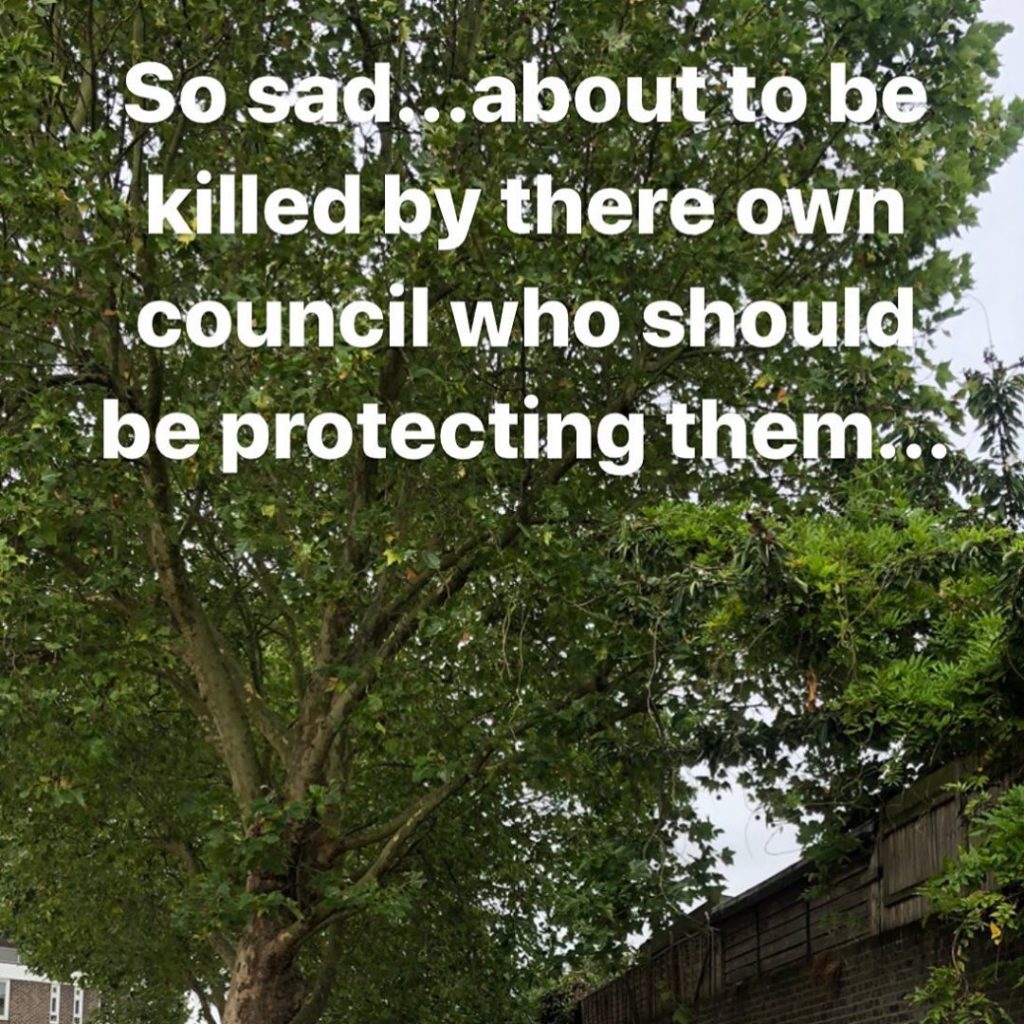 There must be council corruption for these trees to be killed today... the chain...