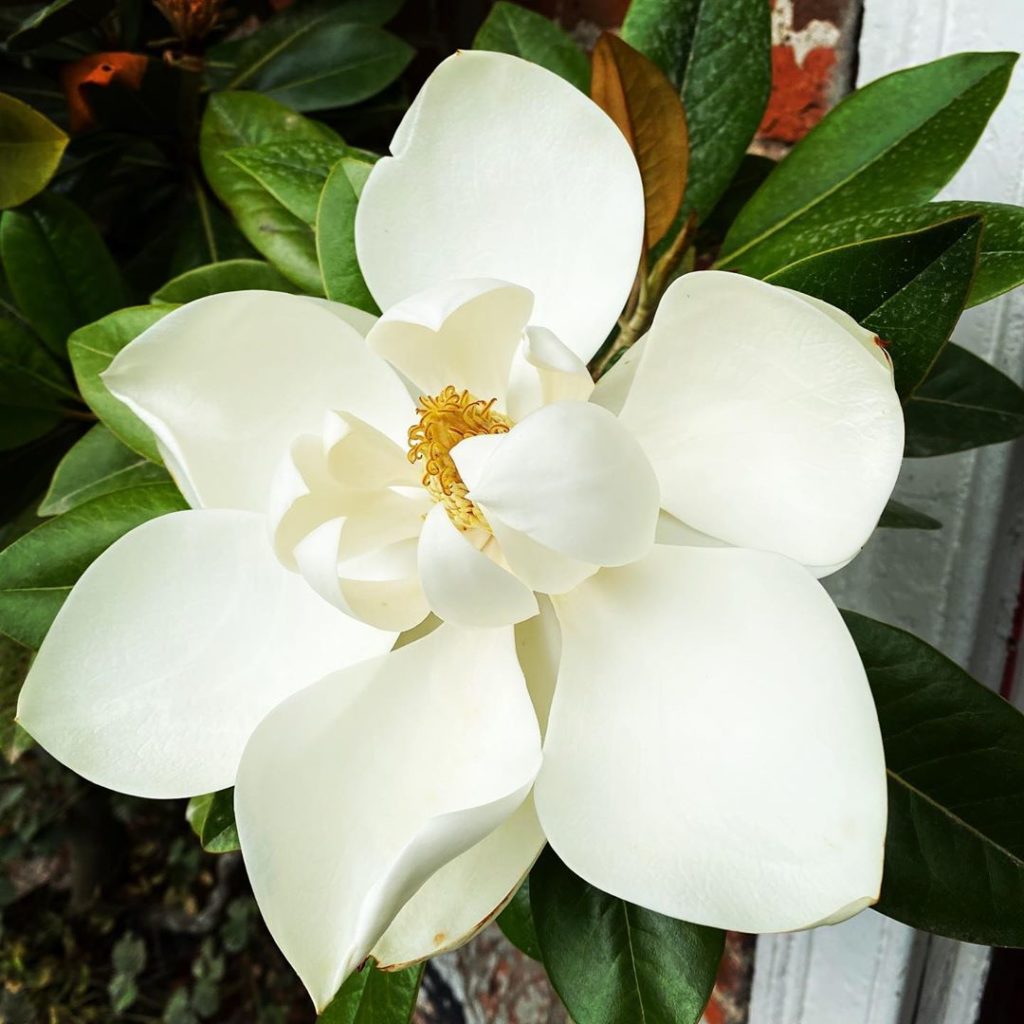 Heatwave #magnoliagrandiflora #heavenlyscent #whatlurksbeneath #thescaffolds #su...