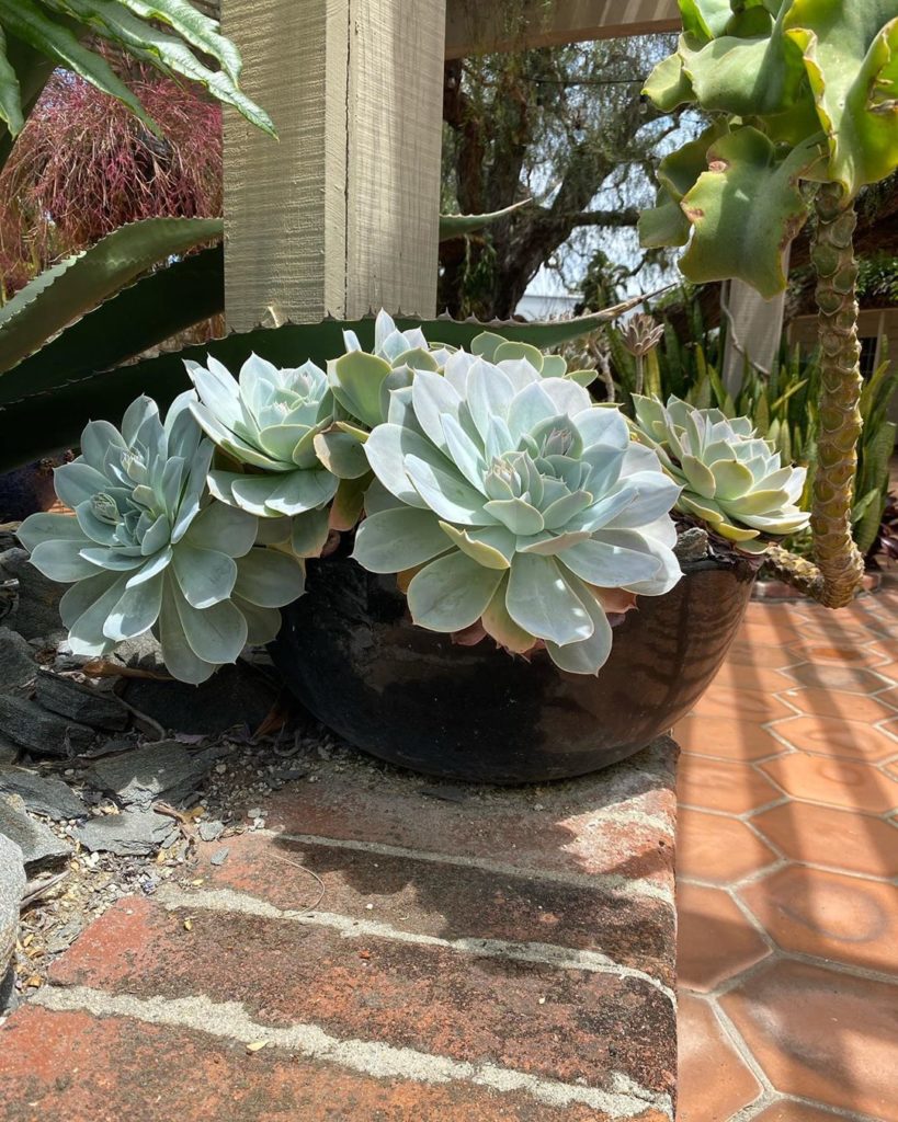 gardendesignmag: We want to see your container gardens! 
.
Tag your posts or Stories (or Reels!) … We want to see your container gardens! 
.
Tag your posts or Stories (or Reels!) ...