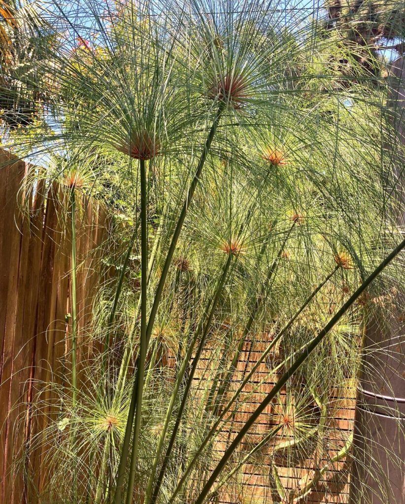 The papyrus is all dialed in! They are thriving in a secret 2ft deep moat behind...