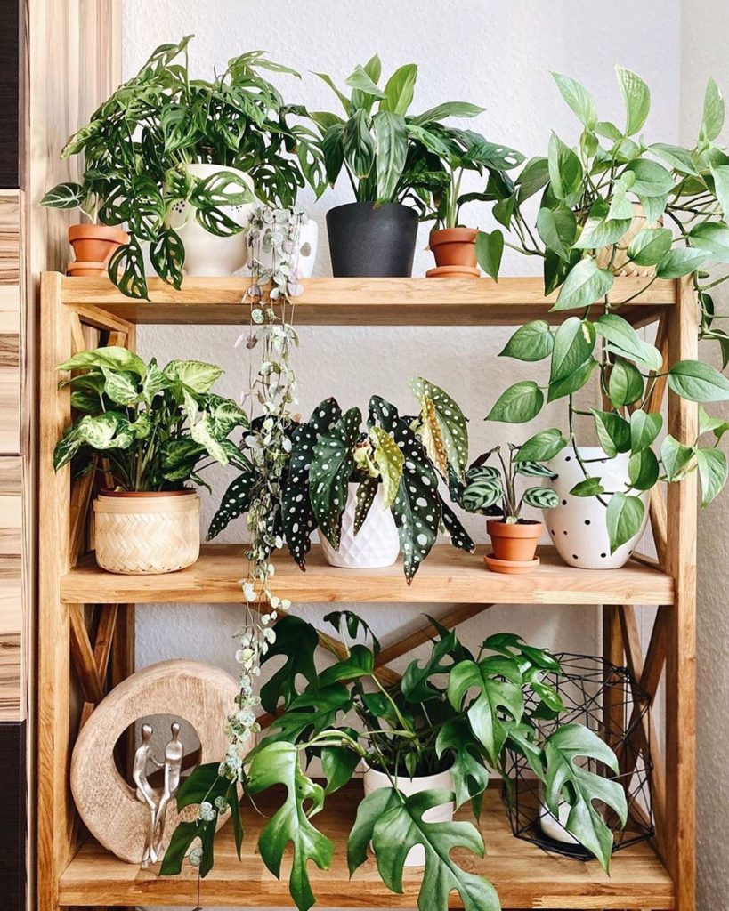 @intotheplants' shelf is all kinds of aesthetically pleasing ...