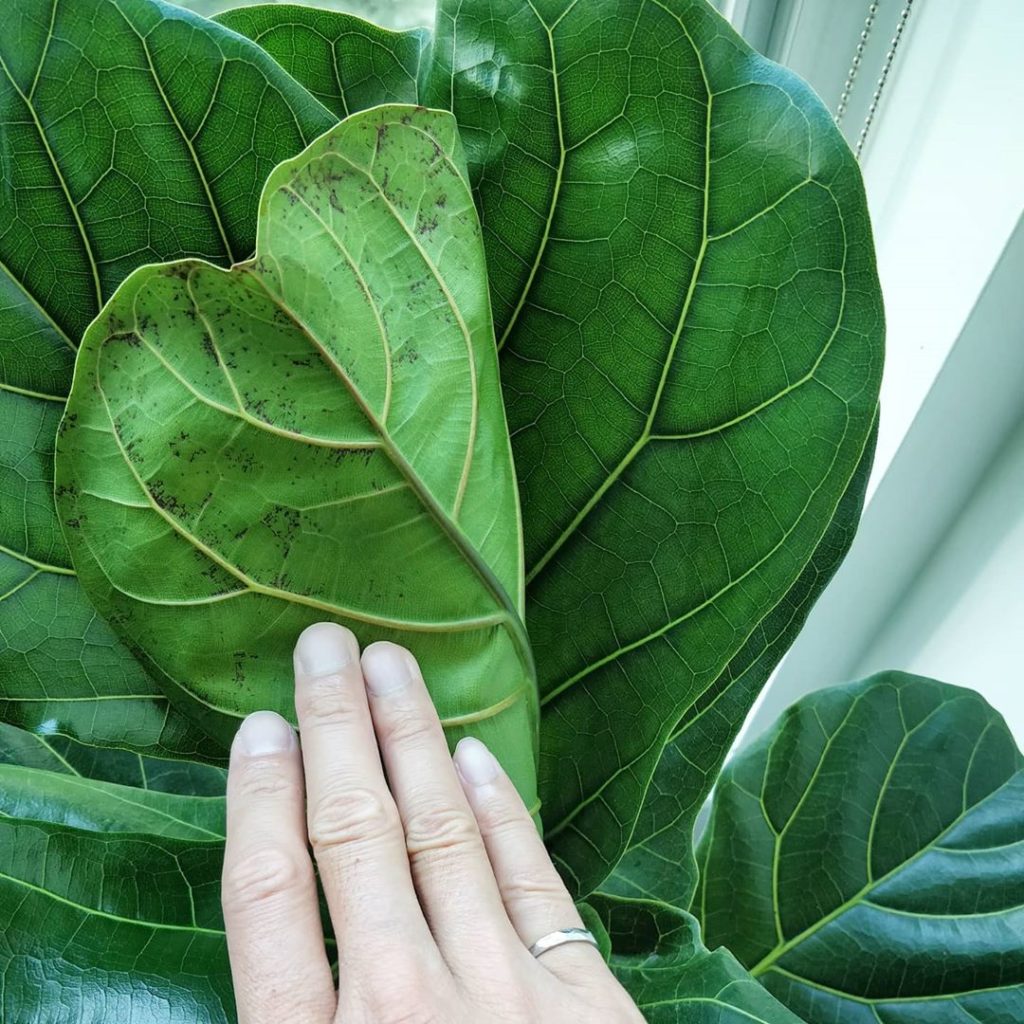 houseplantjournal: After treating for spider mites, there are no new spots. The old ones don’t go… After treating for spider mites, there are no *new* spots. The old ones don't go...