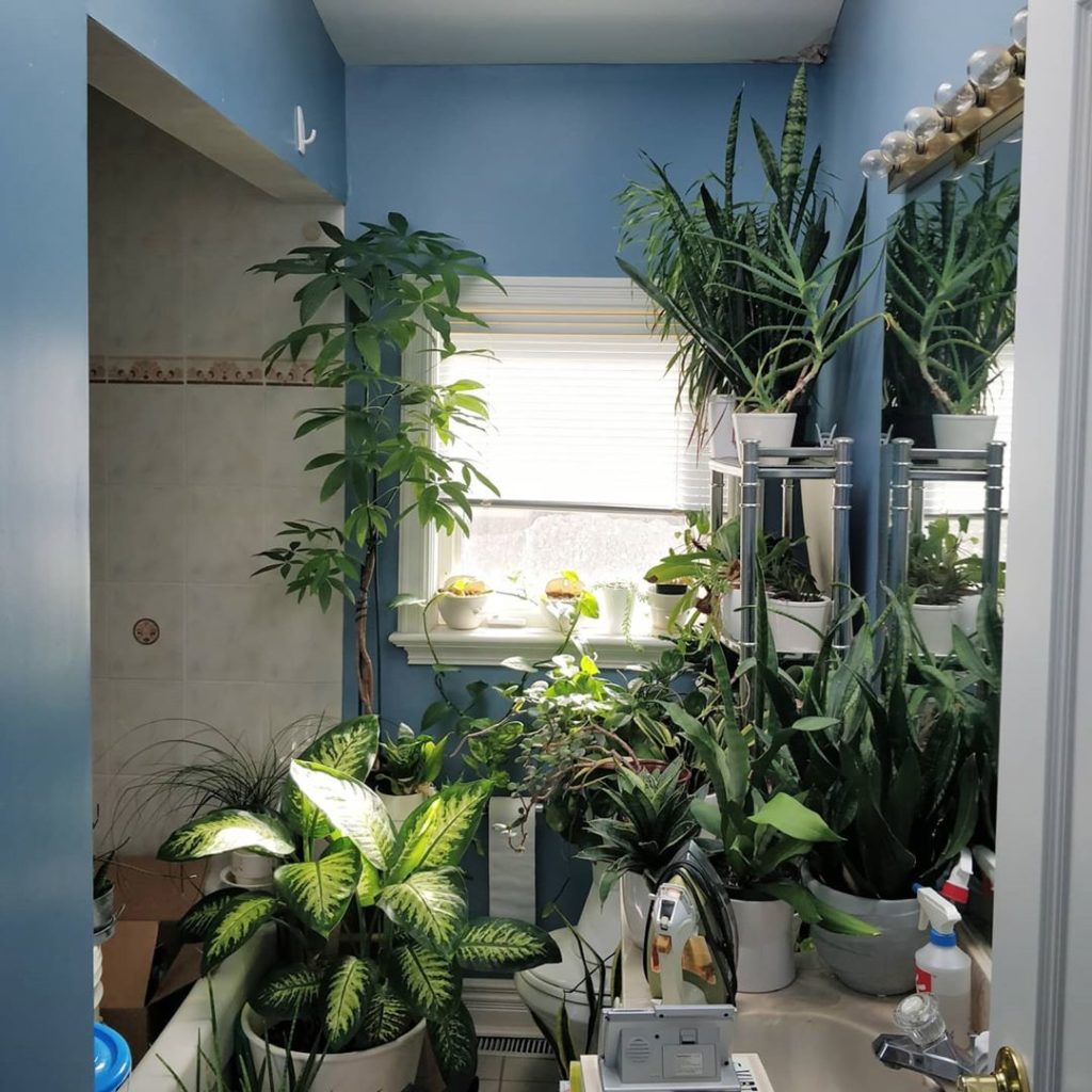 It's moving day for my parents. I moved most of the plants into this bathroom so...
