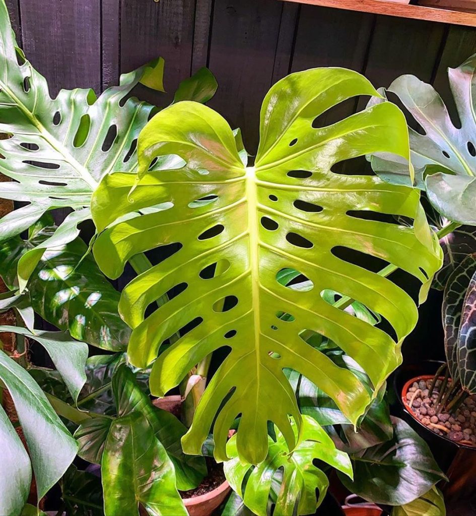 Starting #MonsteraMonday off right with @justjacksjungle's perfect leaf ...