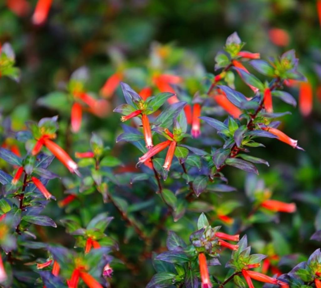 Do you want more hummingbirds in your garden? Meet Cuphea!
.
With their small an...