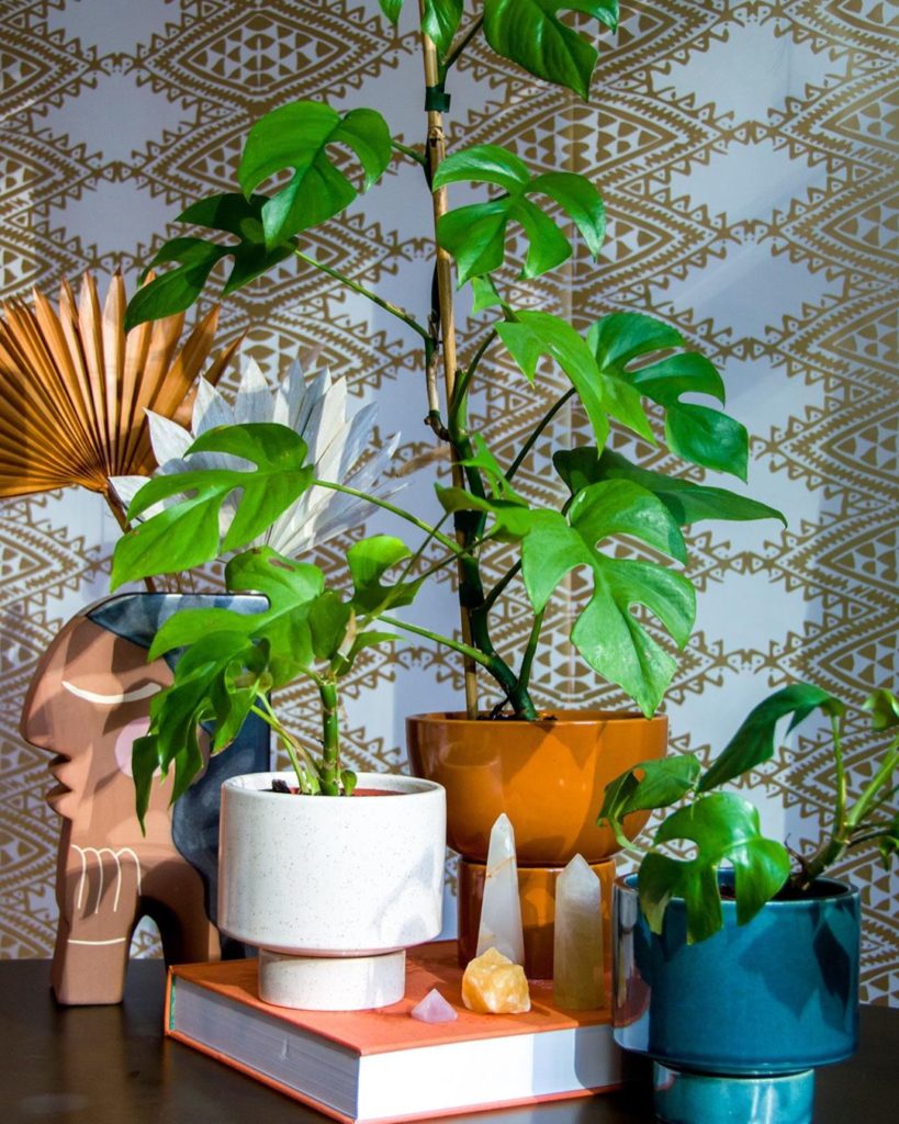 Welcome to our August edition of #plantopedia where we’re featuring the Rhaphido...