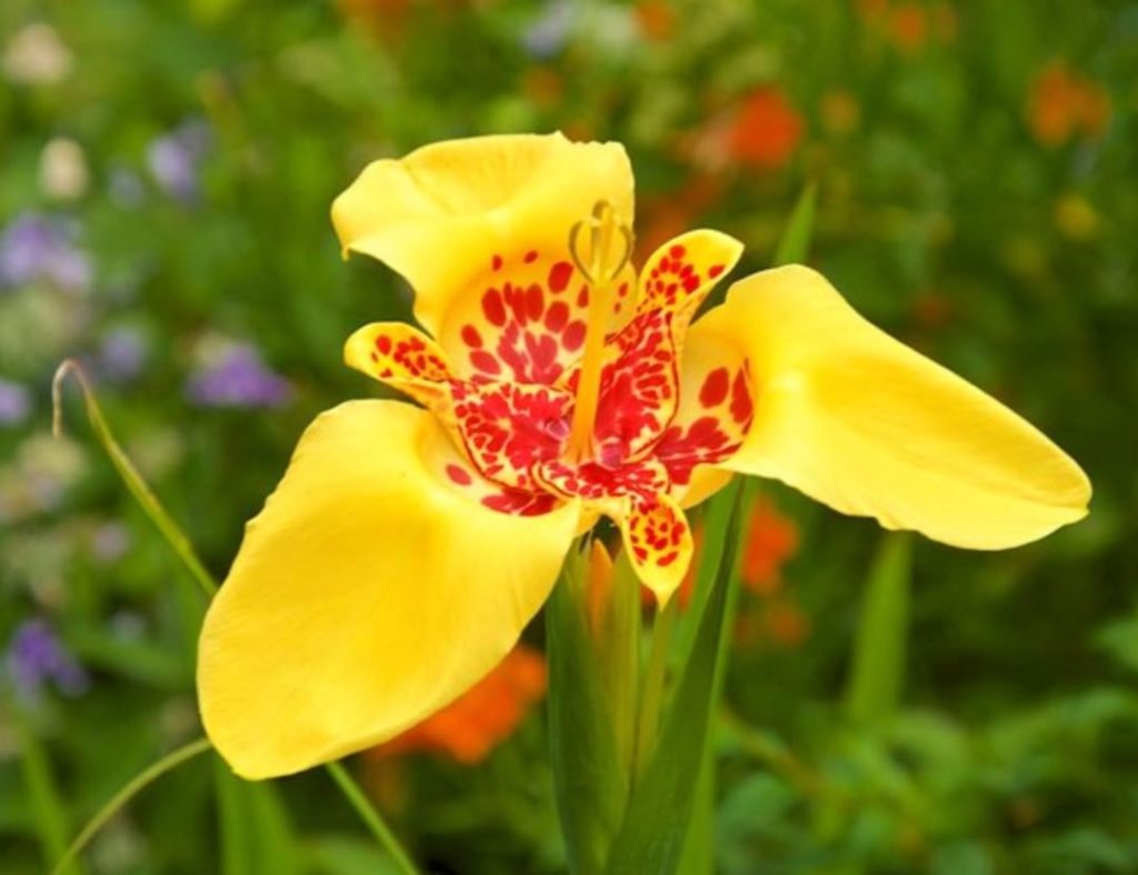 What is your current favorite summer flower?
.
I'm loving this tiger flower (als...