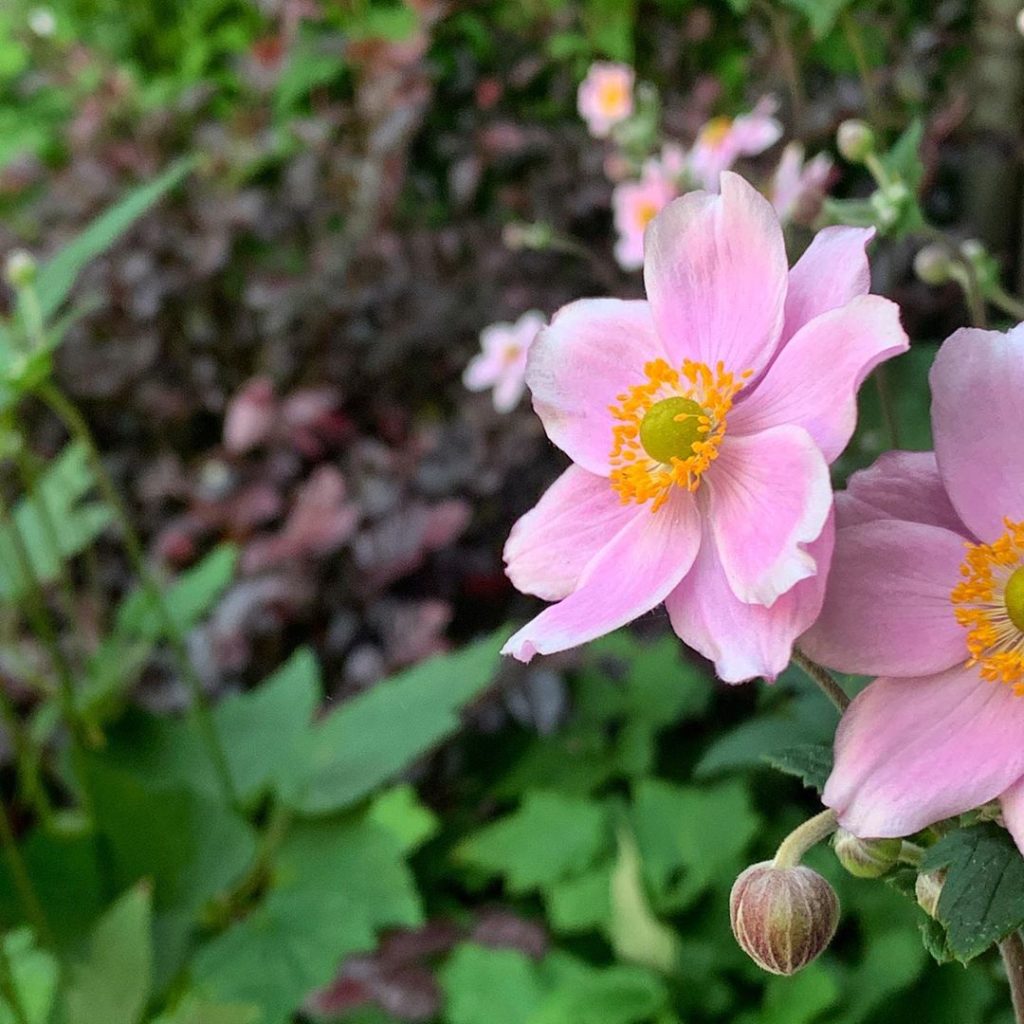 September beckons.  A little hard to believe considering the current sweaty heat...