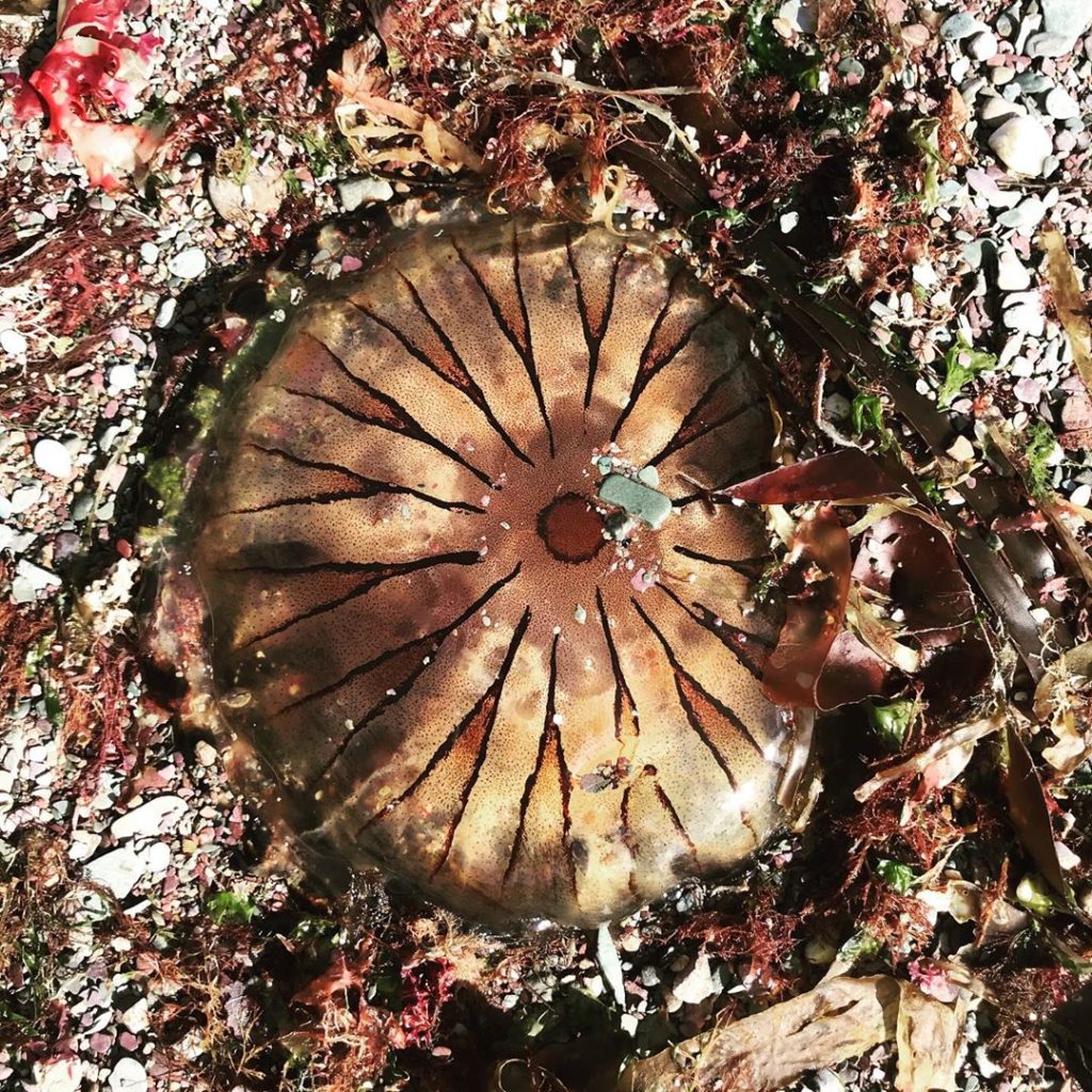 Glad I did not step on this. A large #compassjellyfish on the beach in Cornwall....