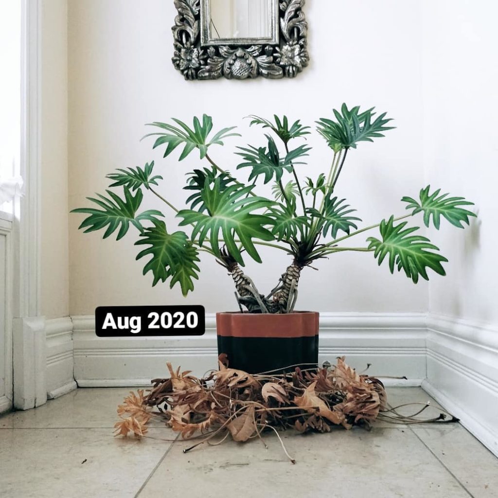 Your skin cells completely replace themselves over a month or so. Leaves do the ...