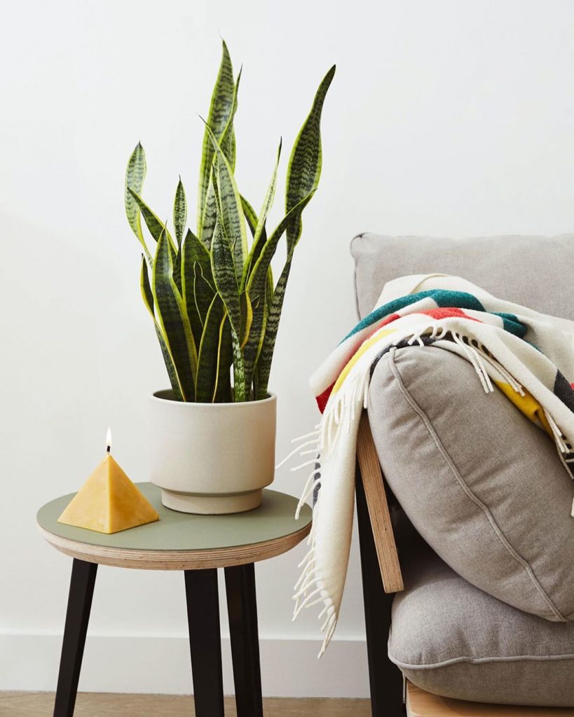 She’s beauty, she’s grace, she’ll brighten up your space Shop the Medium Snake P...