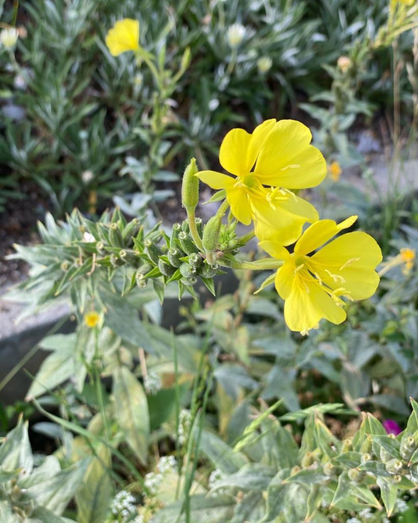 blooming now 
Do you have any yellow in your garden? When I was walking my dog ...