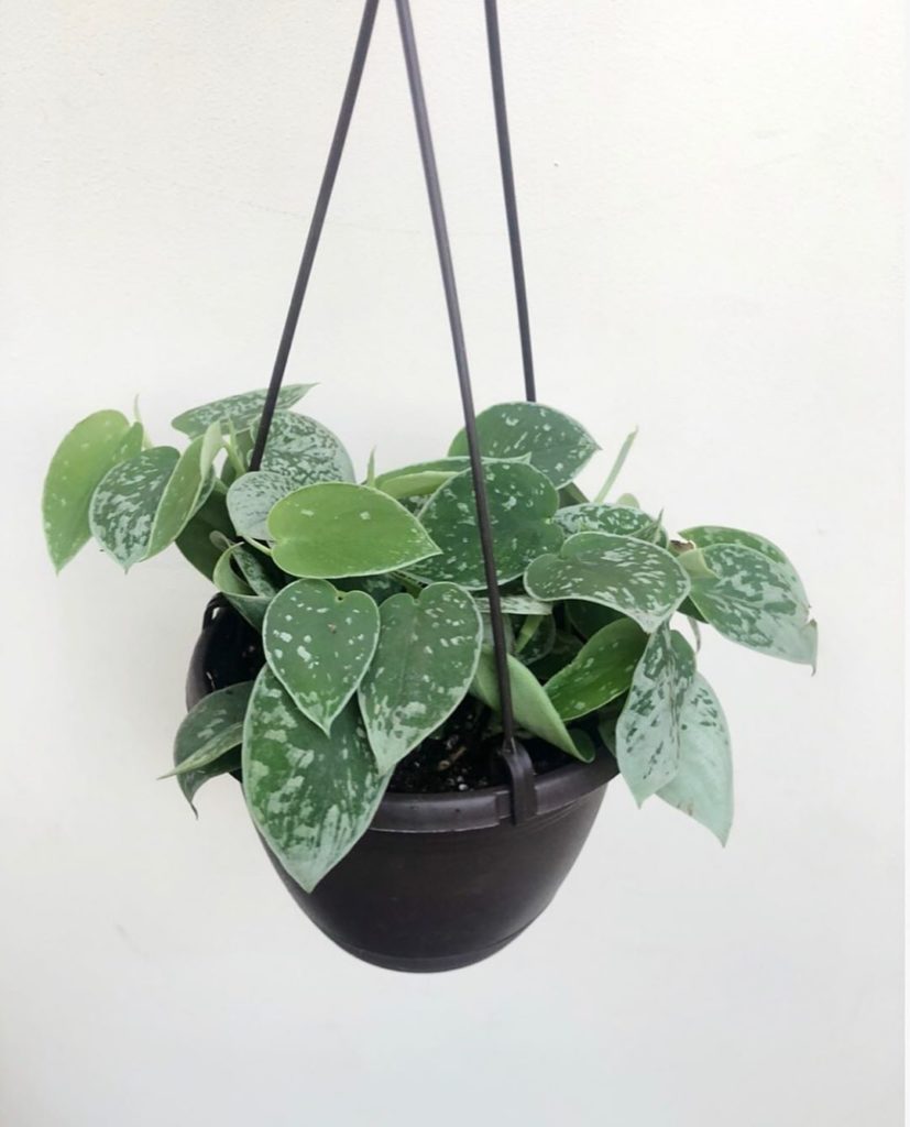 New shop link in story!...