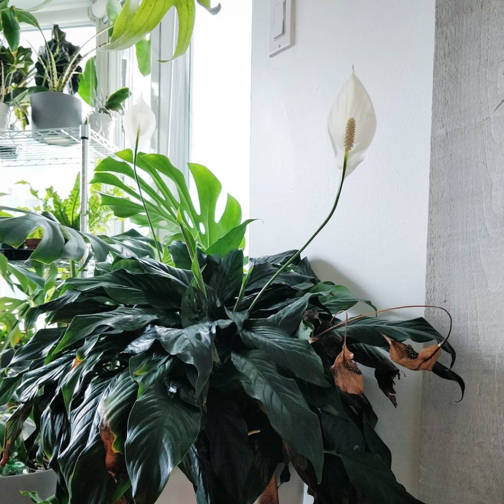 houseplantjournal: How do you make a peace lily flower? You don’t make it flower.
–
2️… How do you make a peace lily flower? You don't *make* it flower.
-
2️...