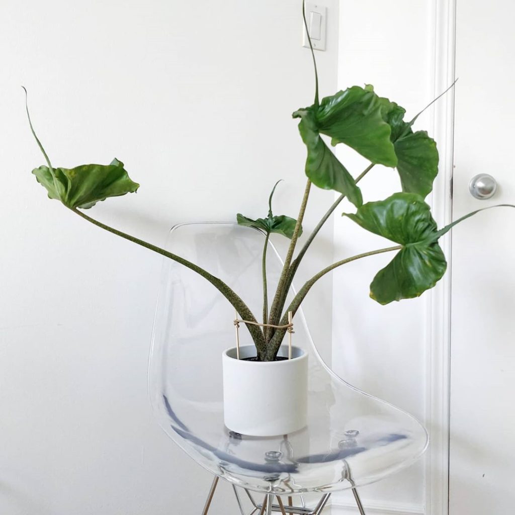 1️⃣ Right now:
Q: How's this Alocasia Stingray doing?
A: Looks gre...