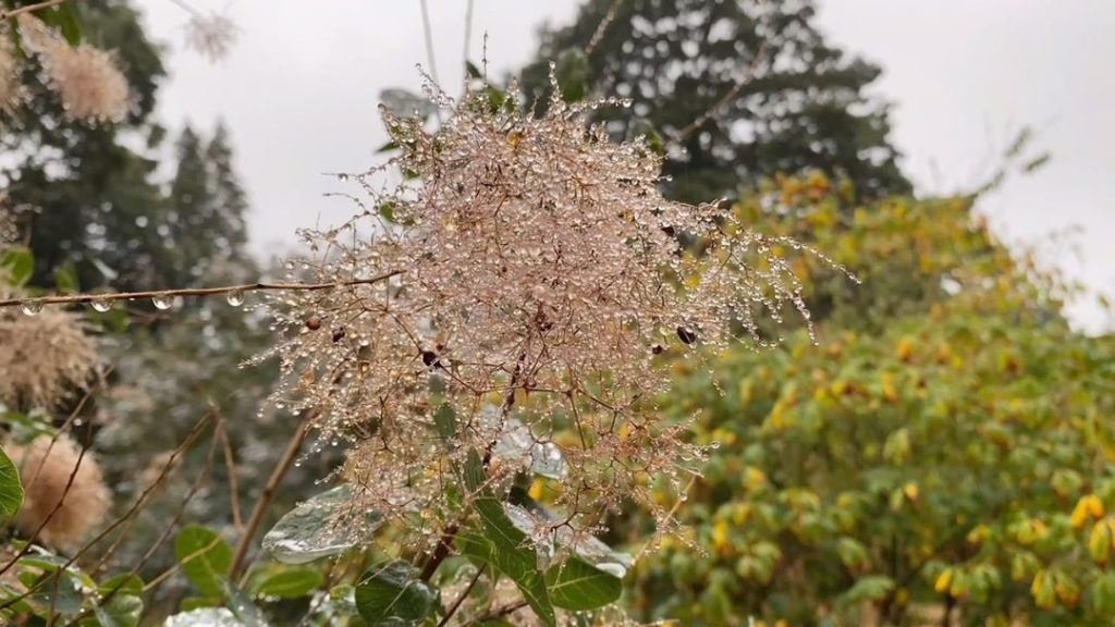 Cotinus coggygria : aka the #smoke bush : A firm favourite as a hard working #sh...