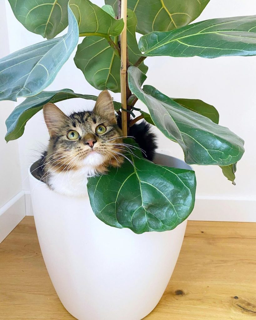 We've never seen a leaf like this before  Extremely rare plant by @thosepositive...
