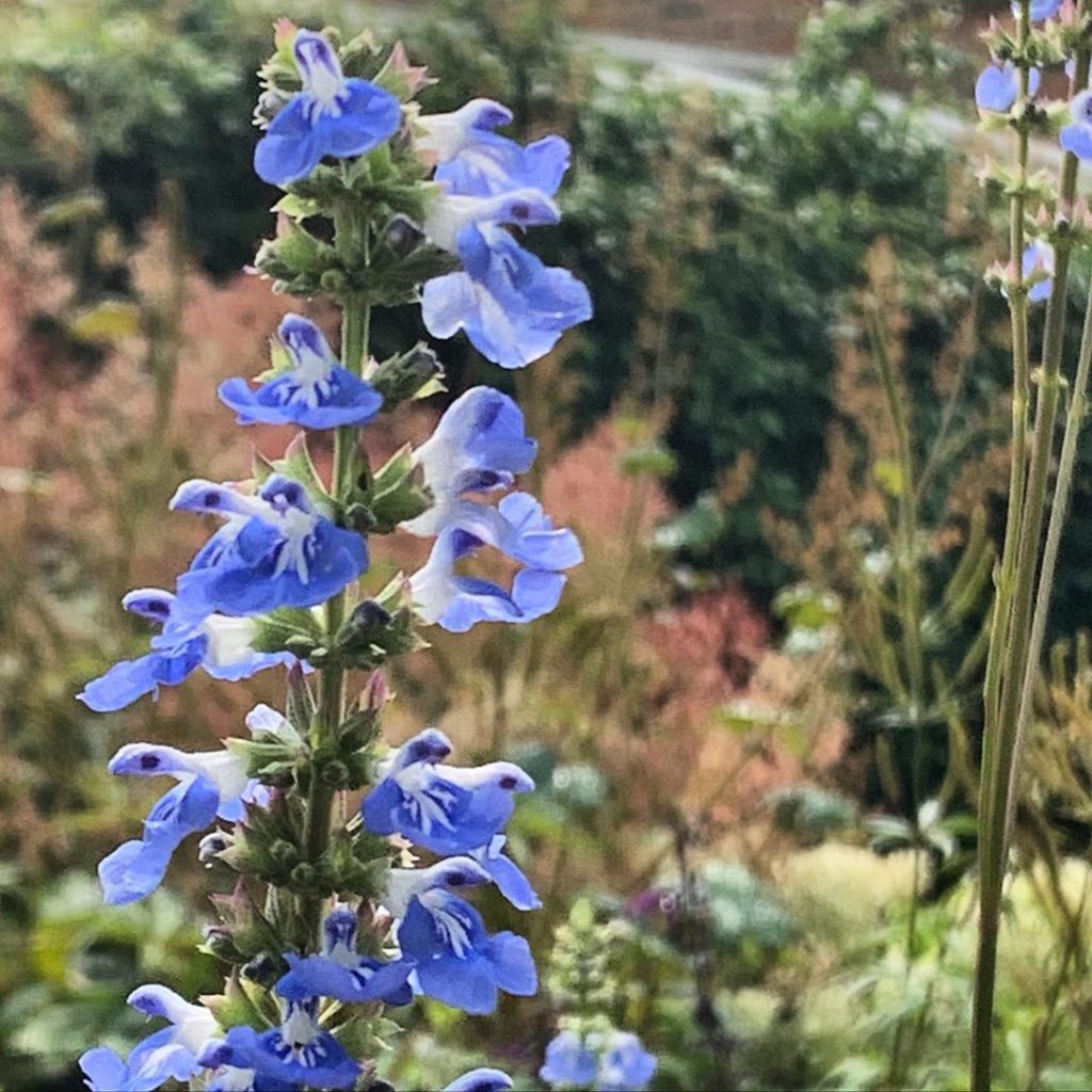 Salvia uliginosa or Bog Sage very happily waving elegantly (in what is now a pre...