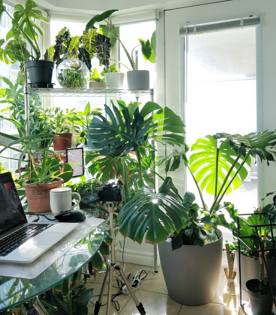 The Repotting module has been added to my online course - link in profile. Still...