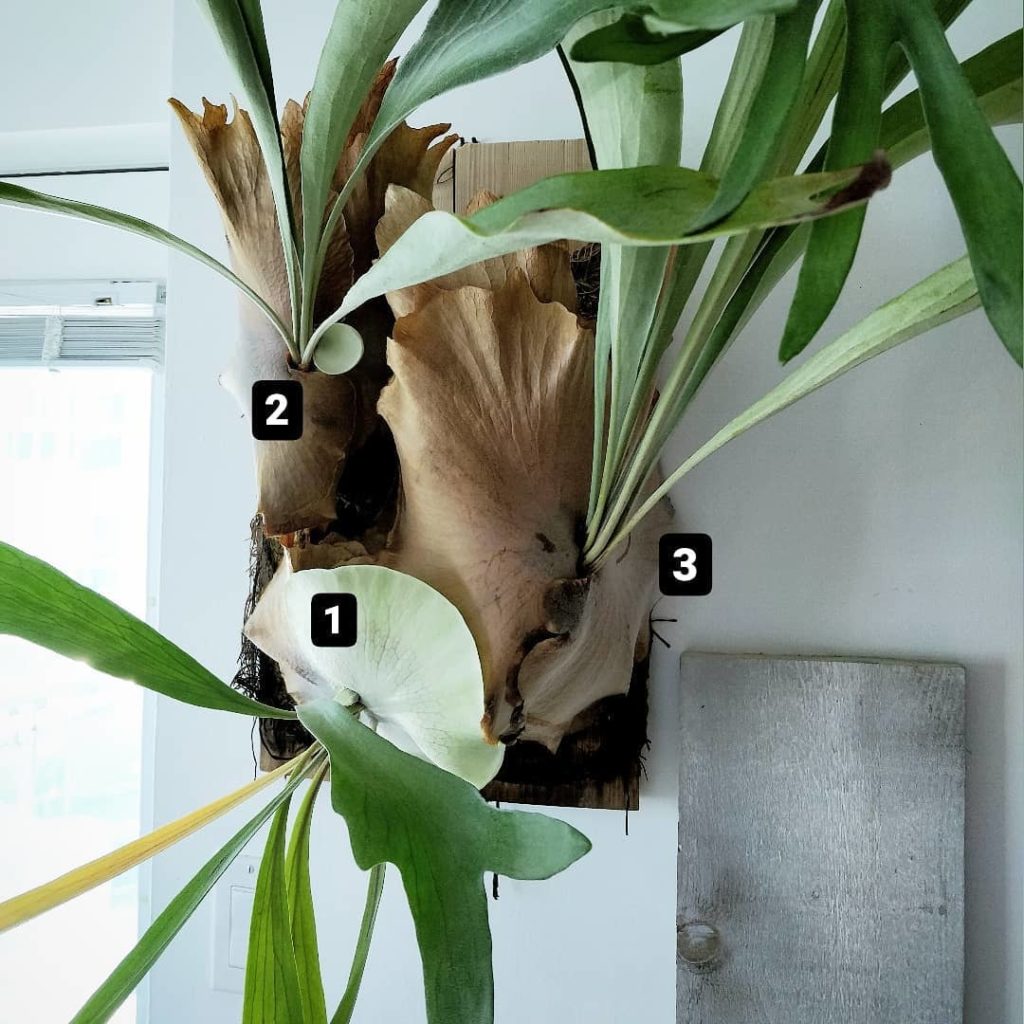 houseplantjournal: Different growth stages of shield fronds on my staghorn fern (Platycerium bifurc… Different growth stages of shield fronds on my staghorn fern (Platycerium bifurc...