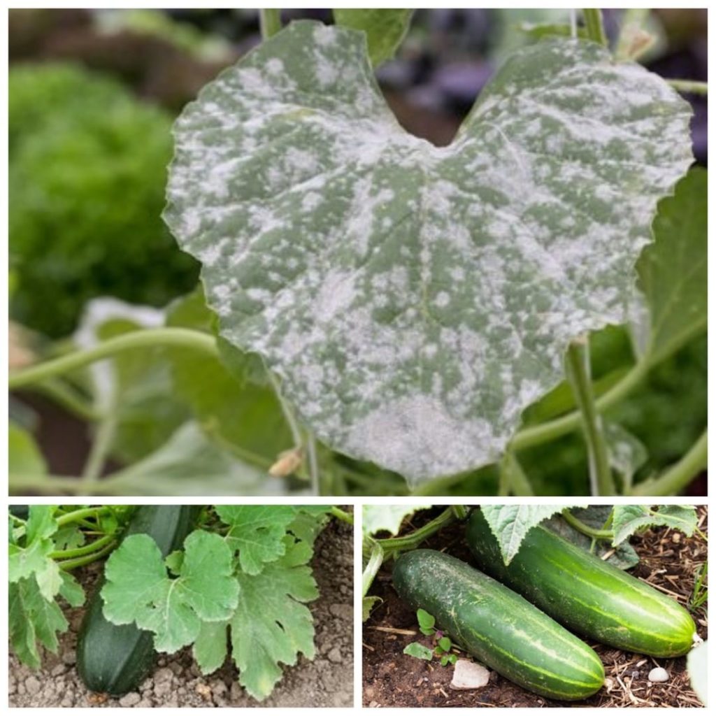 gardendesignmag: New to vegetable gardening? You might come across powdery mildew when growing zu… New to vegetable gardening? You might come across powdery mildew when growing zu...