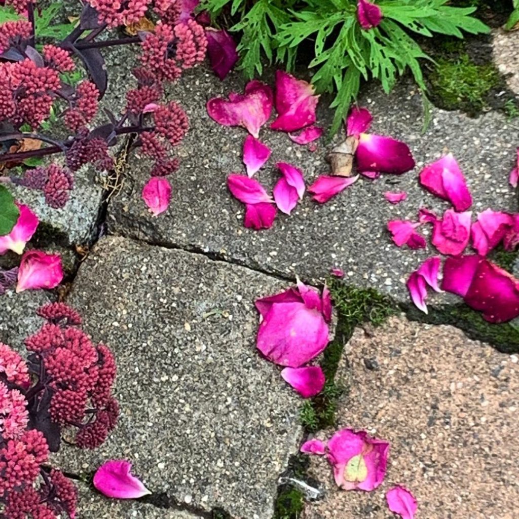 Nature’s confetti, courtesy of Rosa ‘Munstead Wood’ and a lack of sweeping up......