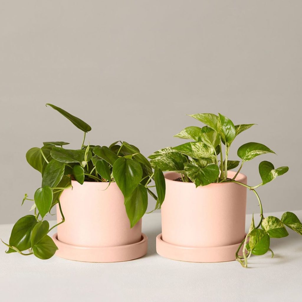 Add our two trailing favorites, the Philodendron Green and Marble Queen Pothos, ...