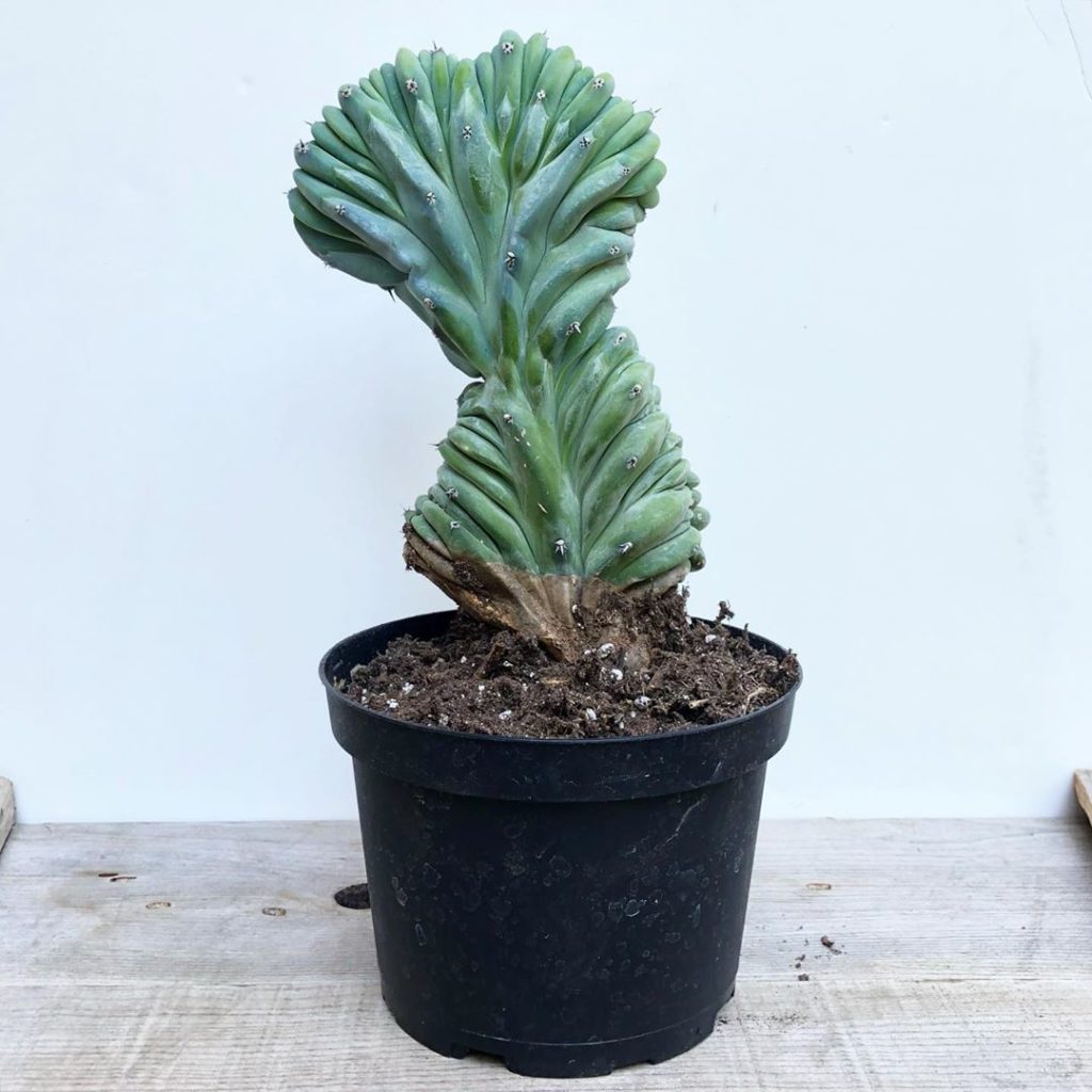 NEW!!! Blue Smoke Cactus :)...