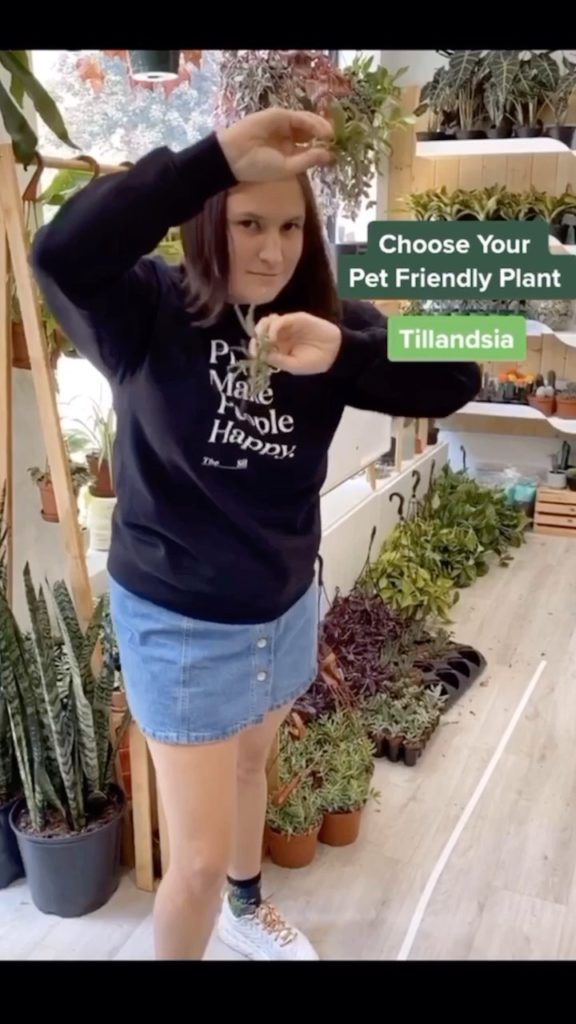 Choose your fighter: pet-friendly plant edition ...